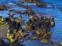 Algenüberzogene Lava bei den natürlichen Pools von Mosteiros - Insel São Miguel